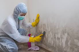 Why You Should Choose Our Mold Remediation Services in Pleasant Hill, OH